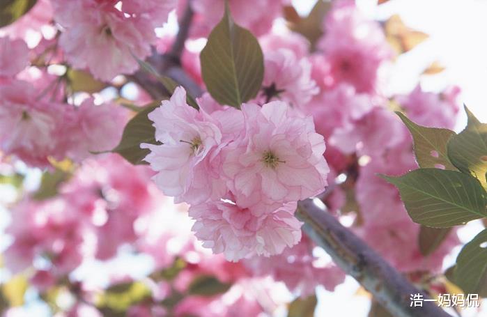 【生肖】6月22号,最惹不起的3生肖,日子顺遂,财运旺到发紫
