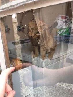 铲屎官被锁门外，现场给橘猫上“开锁课”，十分钟后竟真的开了！