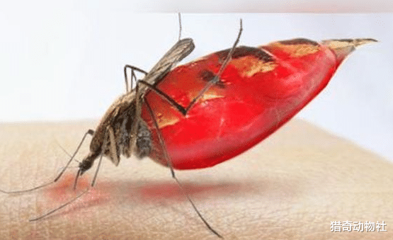 『火星』在蚊子吸血时，迅速将蚊子拍死，它的“吸管”会留在我们体内吗？