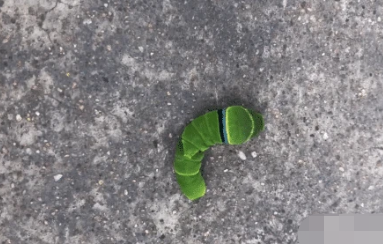 |“这是什么虫子，按它出现一对角，有甜甜的香味。”进化称霸地球