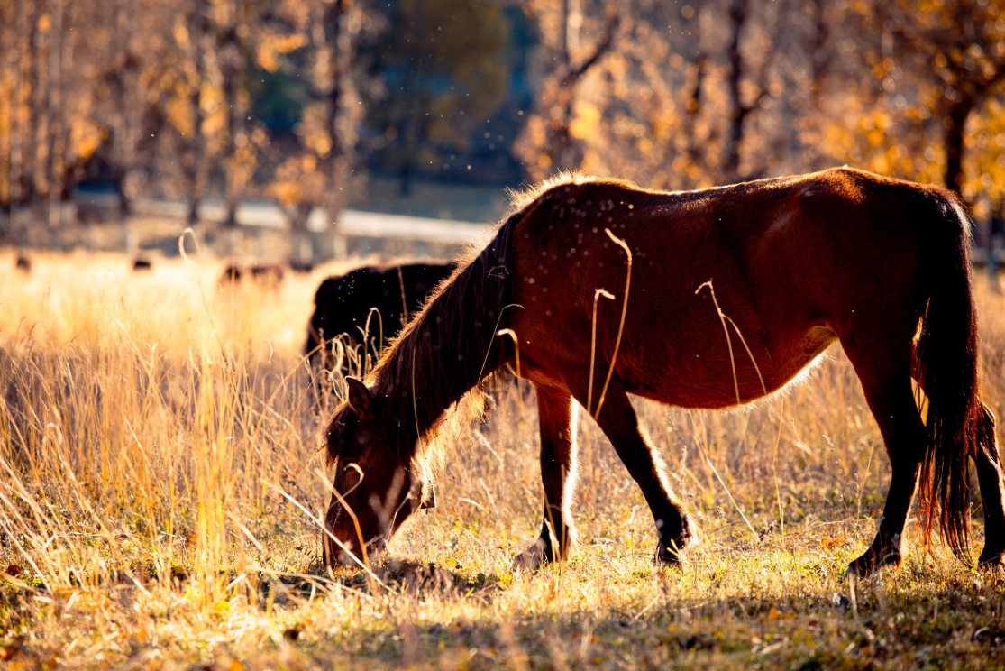 亚丁|被数十座海拔超5000米的雪山环绕的党岭 惊艳风光不逊色亚丁