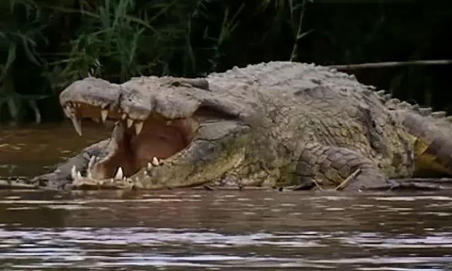 火星|传奇巨鳄古斯塔夫：传闻伤害300多人，子弹打不伤，至今下落成谜