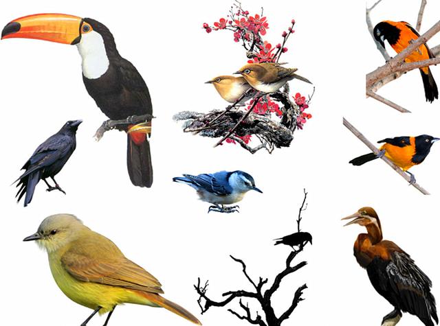 ▲世界上鸟类那么多，为什么只有鹌鹑蛋被人类大量食用？