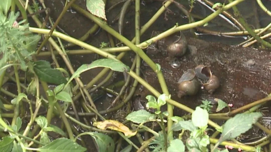 乐山天天报|这些外来物种正在乐山绿心公园大量繁殖搞破坏，灭了它！