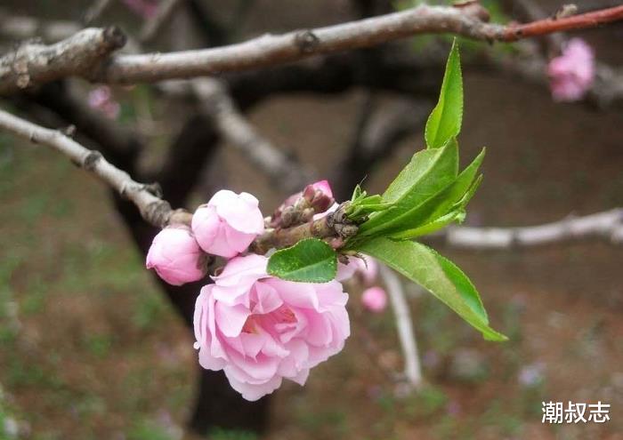 运势■最近十天，恭喜！苦尽甘来3大生肖运势翻盘，赚钱赚不停，睡在钱堆上