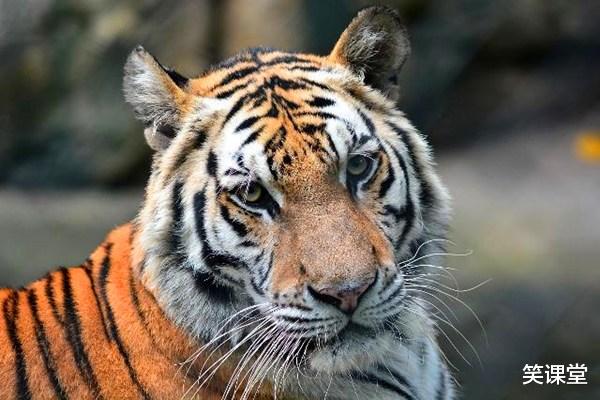 狮子座|生肖虎值得珍惜的两人！一个可助你飞黄腾达，一个能与你白头偕老