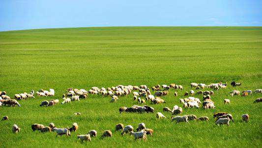 『』一望无际的内蒙草原，理应是自驾人的天堂，为何自驾人都后悔了呢