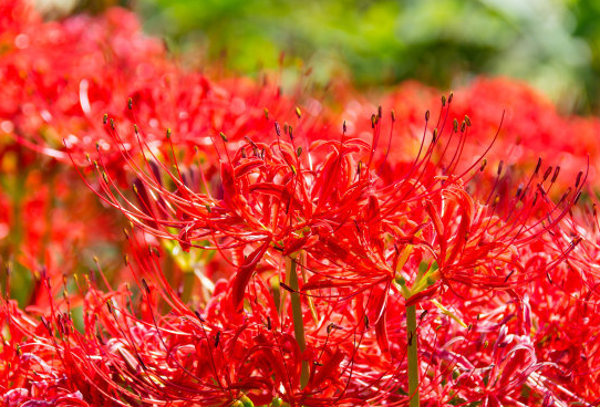 「运势」6月26号开始，运势逆袭，4属相逢凶化吉，横财大发，事业红红火火