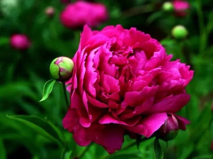 『生肖』5月中旬开始财运红透半边天，4生肖前有摇钱树，后有聚宝盆