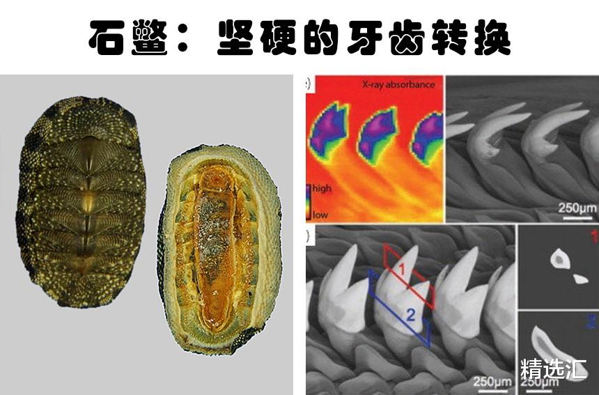 超能力|拥有“超能力”的动物：以人类角度来看，拥有超能力的10种动物