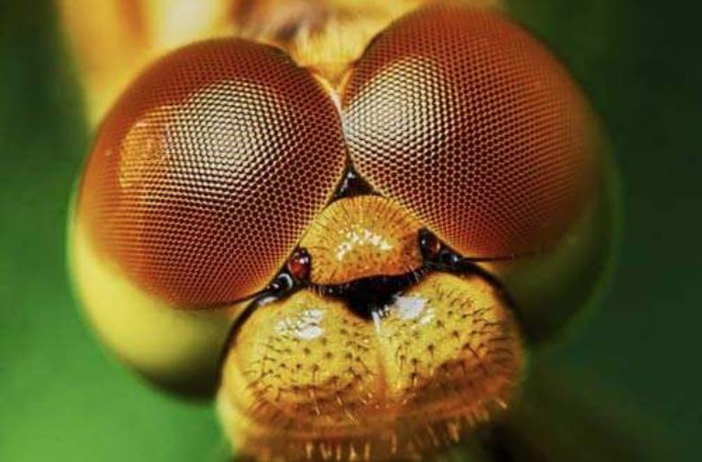 『』拥有“双瞳孔”的人，眼里的世界是怎样的？中国史书就记载了8人