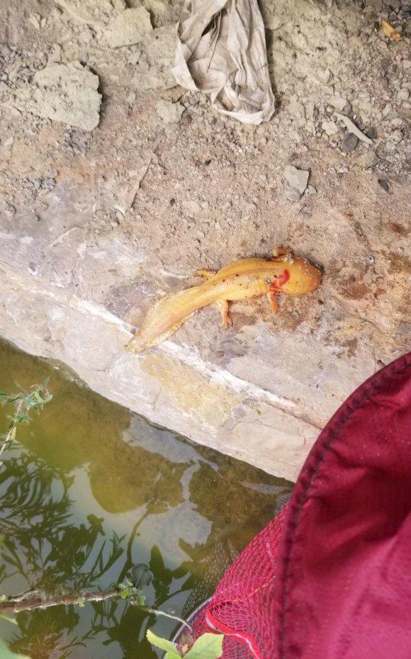 「娃娃鱼」娃娃鱼?江苏男子大河垂钓,钓起“金色四脚鱼”,网友:小恐龙