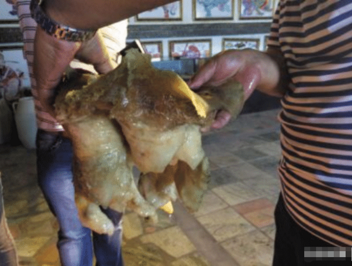 『科学家』“太岁”究竟是什么物种?科学家做出解释:它已违背自然规律!