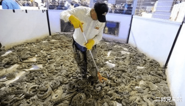 「响尾蛇」残忍！美国响尾蛇的“灾难日”，每年约有2000公斤毒蛇丧命