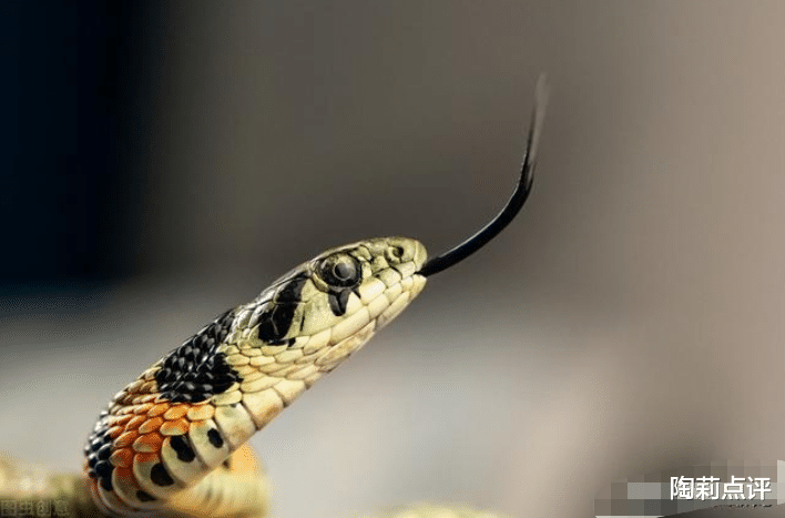 毒蛇|毒性堪比“五步蛇”却被说是无毒蛇？常见的奇特毒蛇：虎斑颈槽蛇