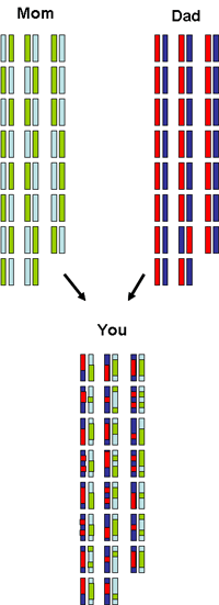 基因|同性老鼠已经生出了幼崽，人类离同性生殖还远吗？你能接受吗？