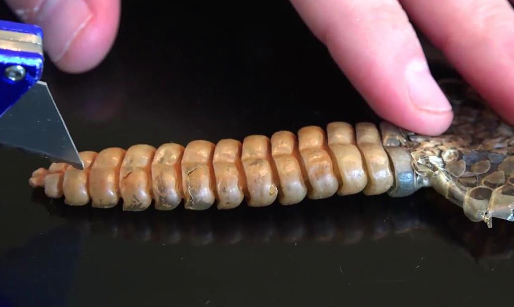 【响尾蛇】响尾蛇的尾巴是怎样发声的，科学家一刀切开后，终于揭开真相