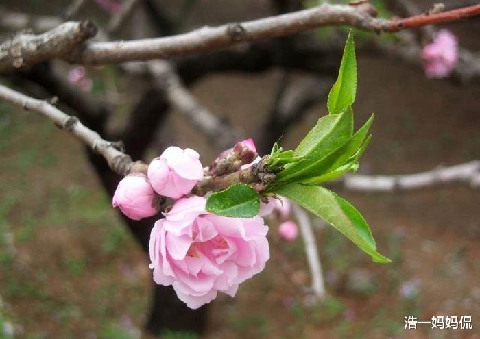 生肖▲6月24号，此3生肖事业运爆发，横财降临，不再受苦