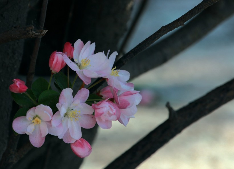 「生肖」7月份内,千里送姻缘,爱情如约而至,结成良缘的四大生肖