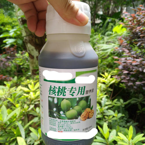 「文玩核桃」什么是老树文玩核桃？