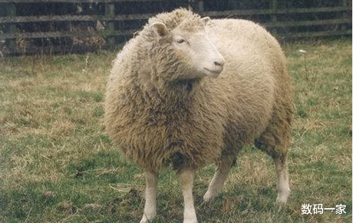 ##23年前就克隆出羊，为啥没有克隆人类？看看克隆羊的下场就知道