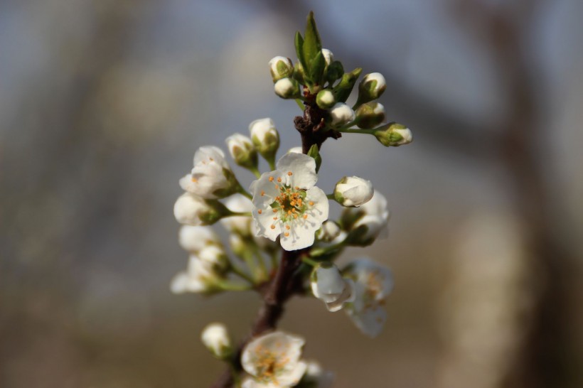 生肖|未来十天，喜结良缘，爱情顺境满满，深情得到真爱的四个星座！