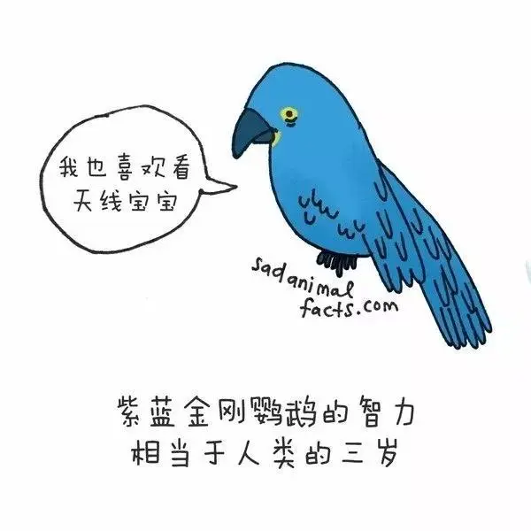 动物冷知识|这些动物冷知识,能知道五个就是大神了吧?