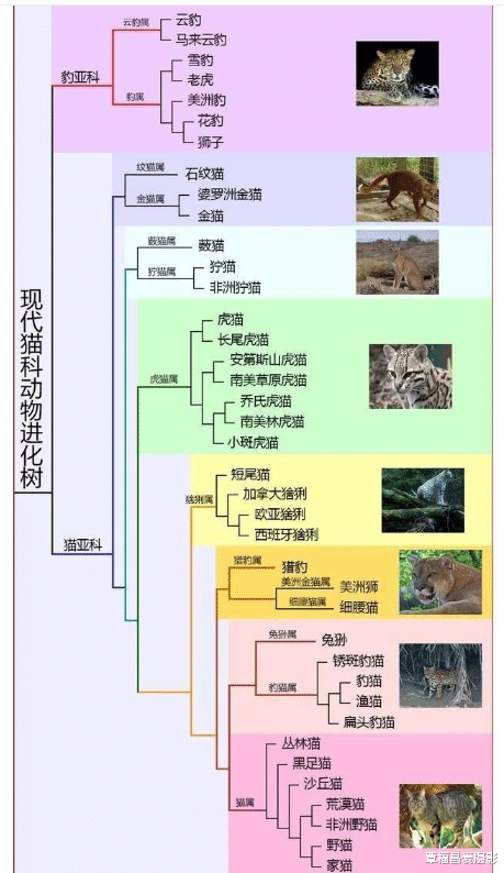 老虎|澳洲的猫没有人工干预，能进化成老虎吗？