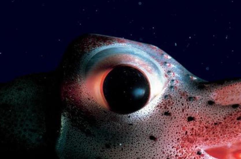 『科学家』扇贝有200多只眼睛,结构比人眼复杂,它们眼中的世界是怎样的