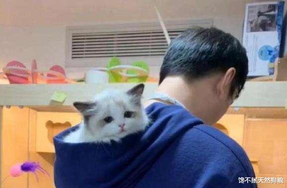 猫界仙女“布偶猫”，为何养的人少？原因有6个
