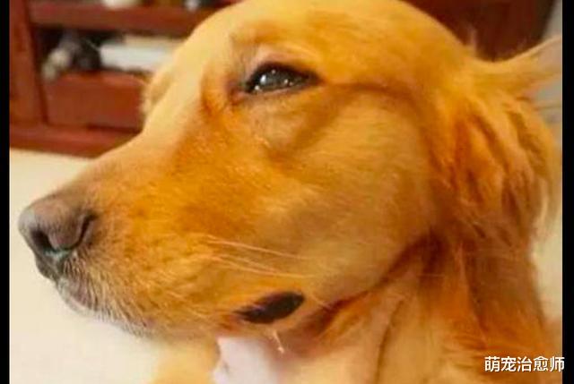 金毛眼睁睁看着牛肉粒被猫吃掉，它一脸生无可恋表情：都吃光了啊