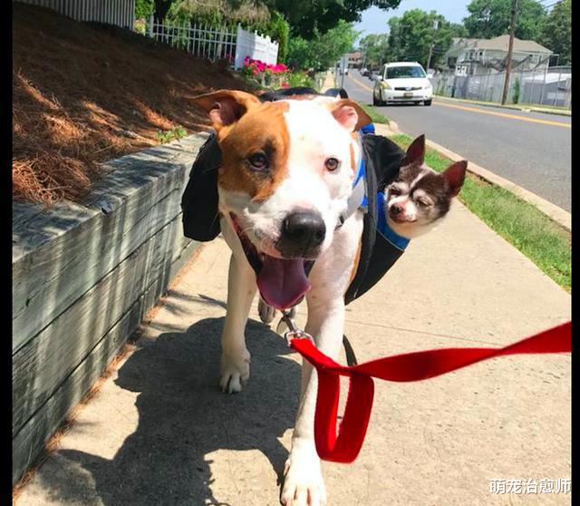 两只同病相怜的狗，先后被同一个主人救助，成为关系密切的朋友！