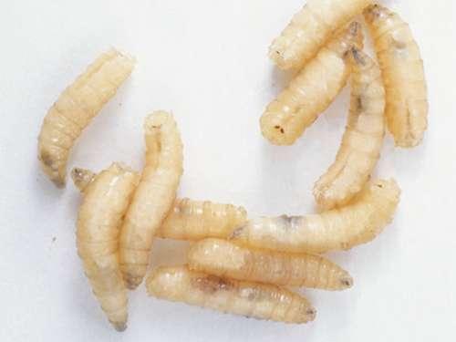 ■腐肉里的蛆虫是如何产生的？并非无中生有，它是真正的罪魁祸首