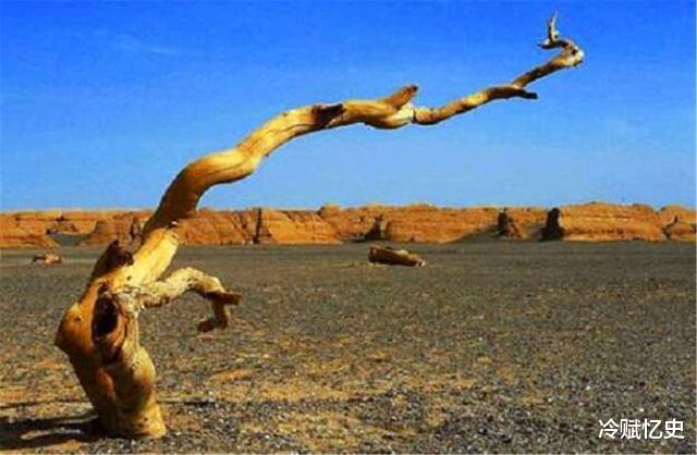 那曲县|中国唯一没有树的县:数千年种不活一棵树,到底是为什么?