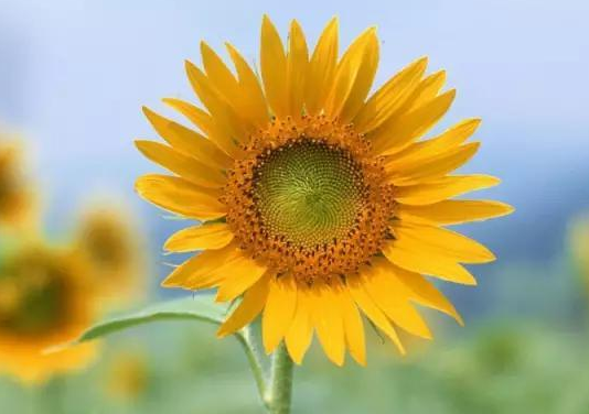 『运势』5月下旬，好运势不可挡，4属相财运赚不停，日子红红火火