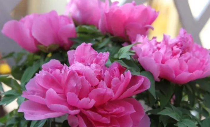 生肖|立秋后，出门遇贵人，喜鹊喳喳叫，4大生肖喜上眉梢，财运了不得