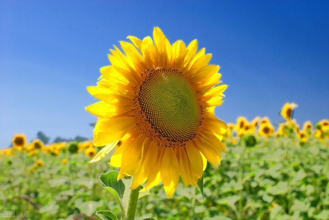 高校|高考分数只够上三本怎么办，别慌，做好这几点逆袭成王者
