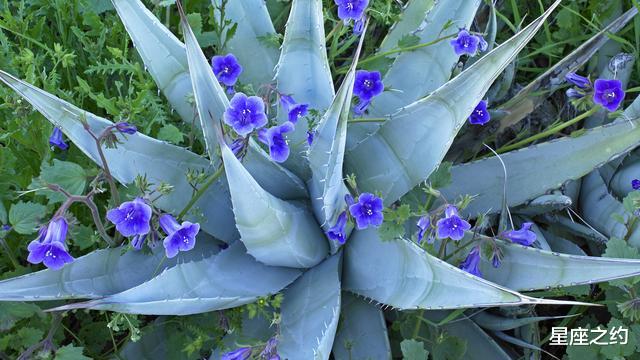 「生肖」在6月份，好运驾到，贵人相助，未来可期的三大星座