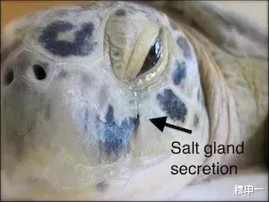 海水这么咸,不能直接喝,那海洋里的生物是怎么喝到淡水的?