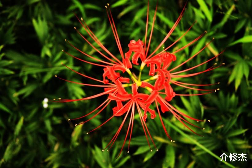 『生肖』7月，桃花闪现，情缘将至，得遇良人，牵手真爱，顺利脱单的生肖