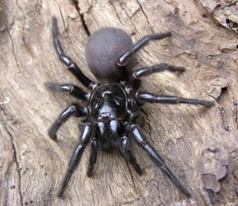 宇航员■全世界最毒动物排行榜 第一名你绝对想象不到