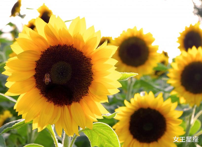 「生肖」这3大生肖的偏财运占优势，他们致富竟然靠偏财运