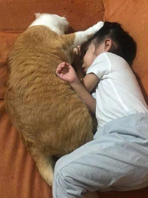 有这样一只大橘猫猪陪着，小主人好有安全感