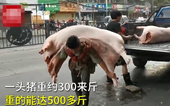 浙样的生活|1米6男子扛起400多斤猪肉，靠双肩养活一家人，网友：敬佩！