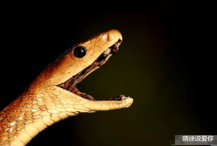 毒蛇|黑曼巴VS海岸太攀蛇，谁才是“世界上最危险的毒蛇”？