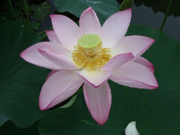 运势|9月开始运势转旺，家财万贯，苦日子熬出头的四大生肖