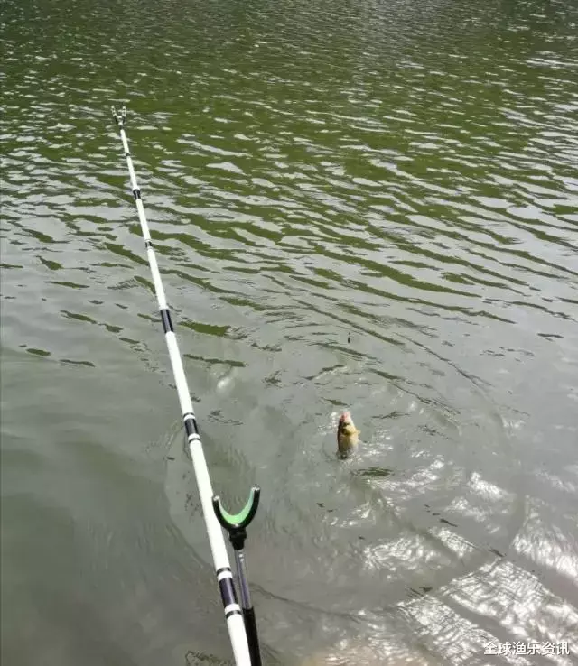 #鲫鱼#野钓判断鱼情的7大技巧，老钓友：学会这几点，让你收获满满！