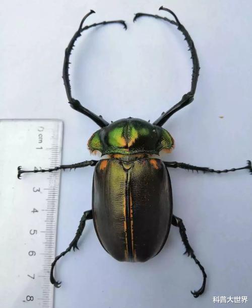 昆虫|38年前宣告灭绝,标本就拍到20万元,这种形似屎壳郎的昆虫又增多