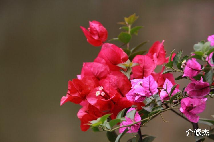 运势|未来10天，言归于好，欢欢喜喜，真爱涌入心扉的4大星座