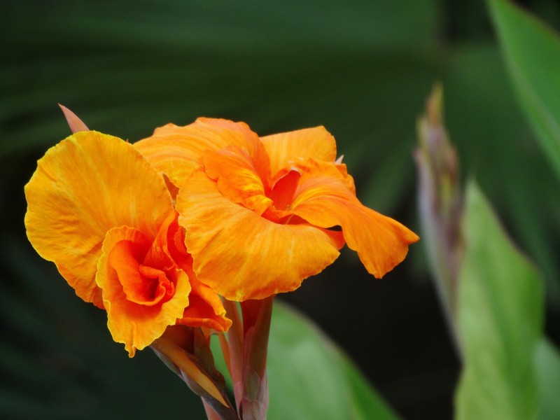 生肖■未来半个月，爱情回暖姻缘未断，旧爱回归，满目柔情的四大生肖